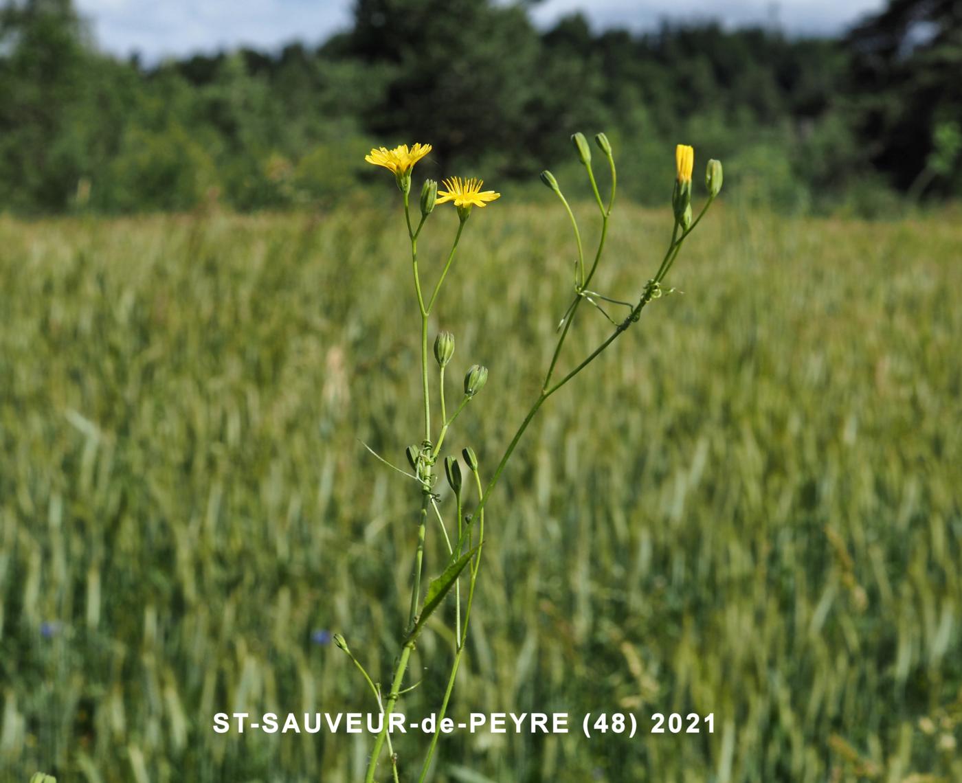 Nipplewort plant